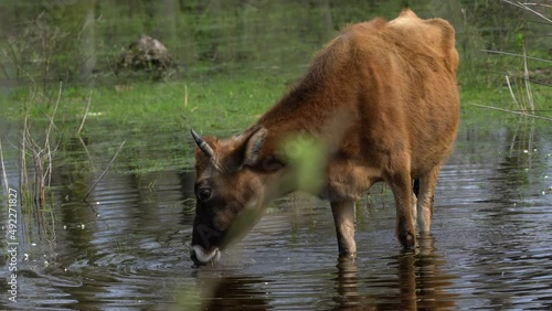 Wallpaper Mural Orange cow is grazing and drinking water in the pond. Torontodigital.ca