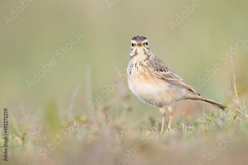 The African pipit (Anthus cinnamomeus) foraging in a meadow in the evening light. © Bouke