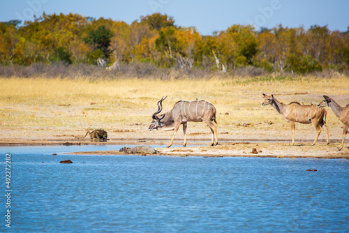 Greater Kudu buck antelope  and females at watering hole. Nyamandlovu Pan  Hwange National Park  Zimbabwe Africa