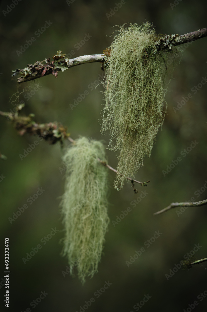 tree moss tree moss
