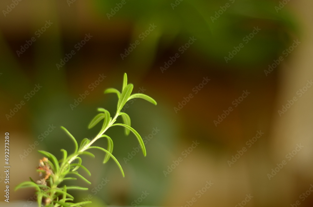close up of rosemary close up of rosemary
