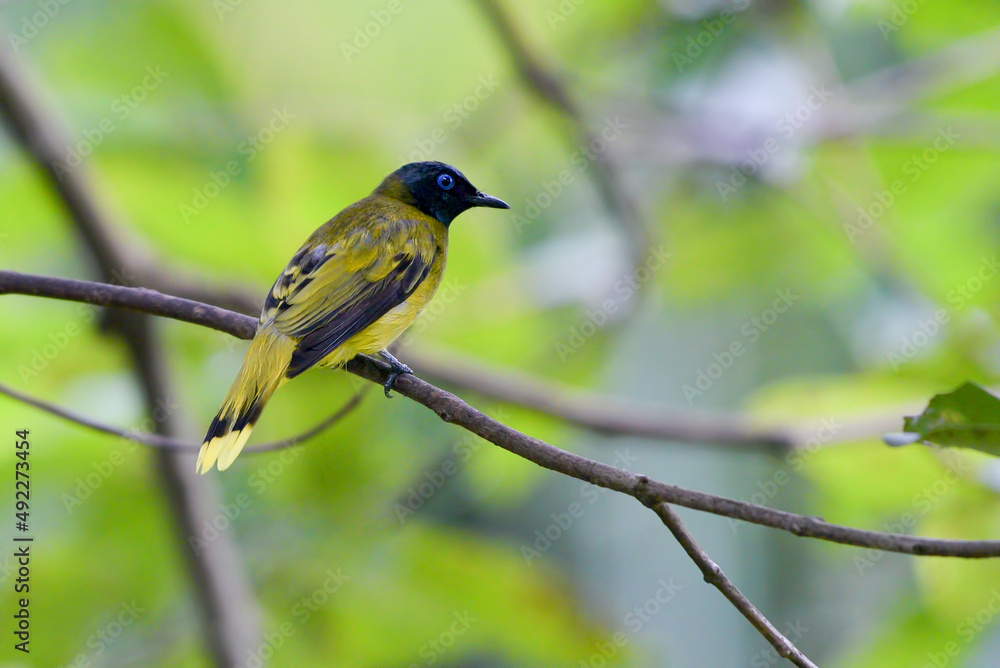 little singing bird on a tree branch little singing bird on a tree branch
