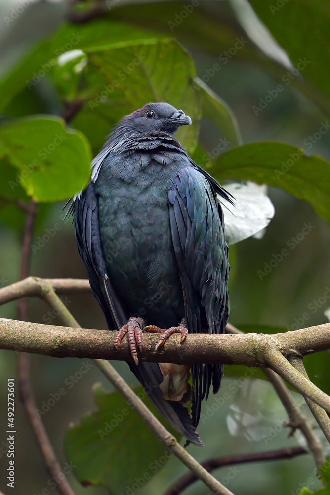 Nicobar pigeon (Caloenas nicobarica ) perched on the trees Nicobar pigeon (Caloenas nicobarica ) perched on the trees