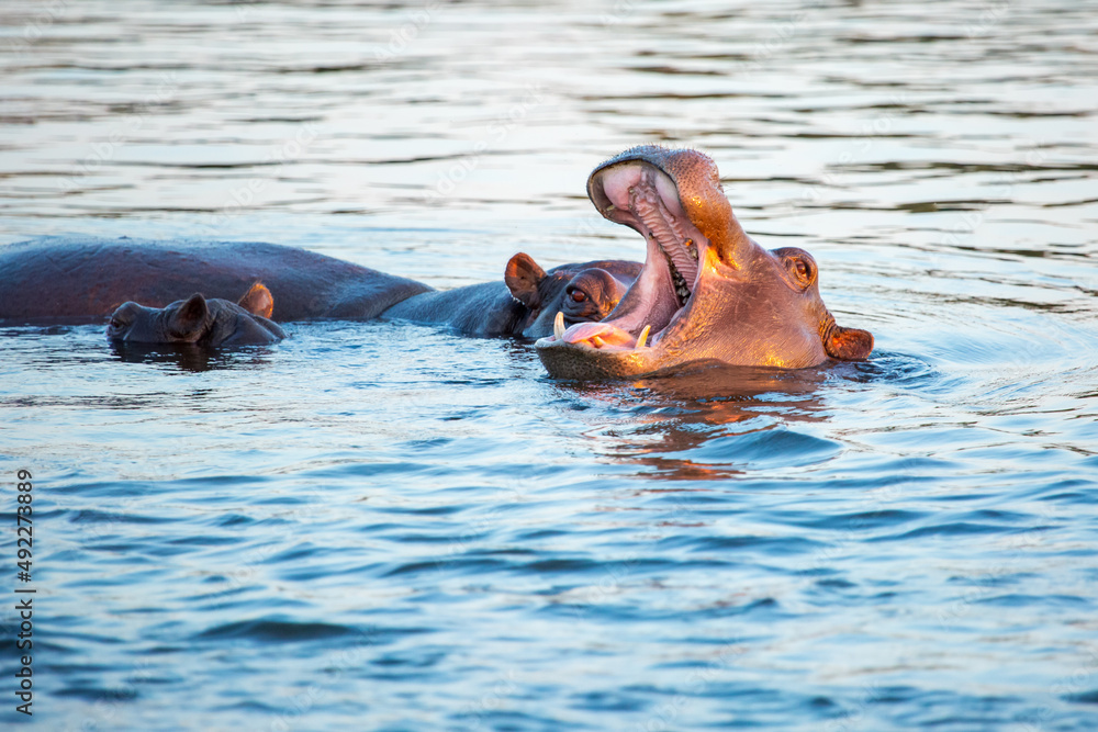 Fototapeta premium Three hippos lurk at the surface of the Zambezi river. Sunset near Victoria Falls, Zimbabwe Africa