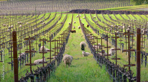 A flock of sheep grazes in the vineyard