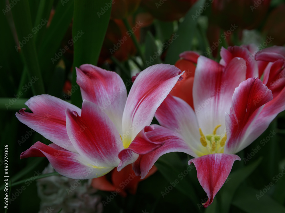 Tulip. Beautiful bouquet of tulips close up. colorful tulips in spring