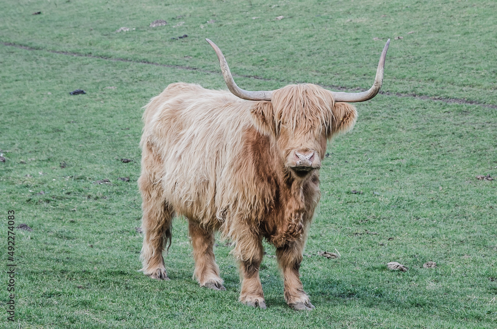 scottish highland cow scottish highland cow