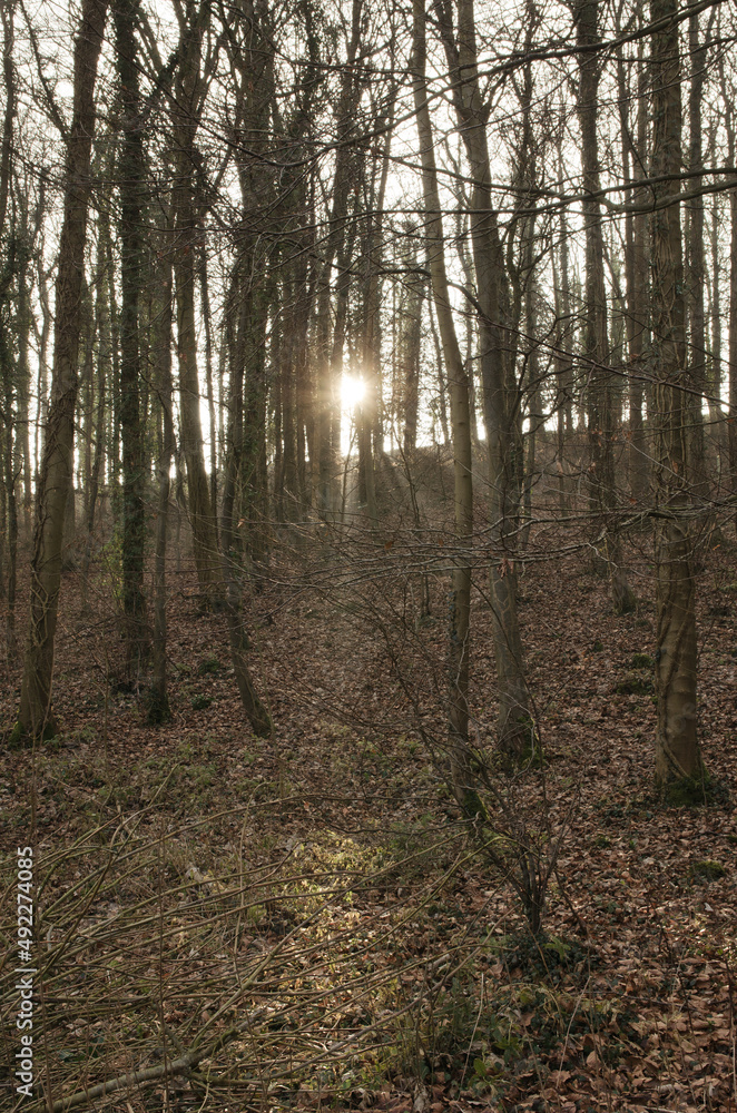 Fototapeta premium morning in the woods