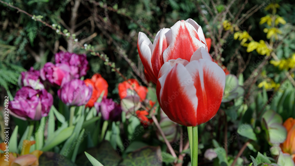 Bright red tulips on a spring background