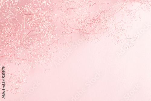 Dry pink flowers gypsophila on pink background. Flat lay, top view, copy space