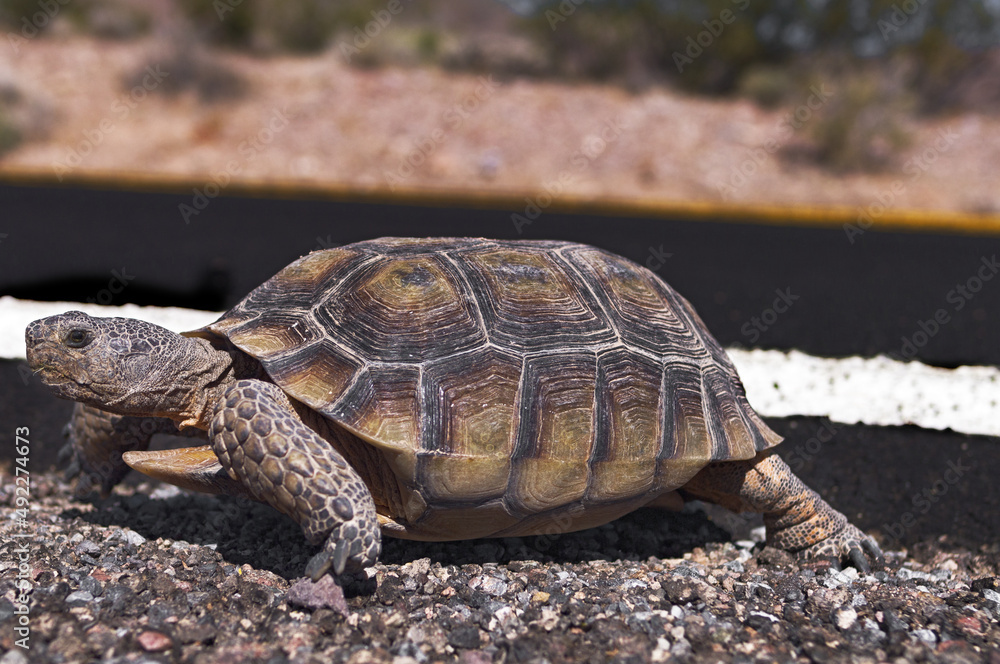 Image of a Desert Tortoise, Gopherus agassizii, shown crossing a road in Death Valley National Park. Image of a Desert Tortoise, Gopherus agassizii, shown crossing a road in Death Valley National Park.
