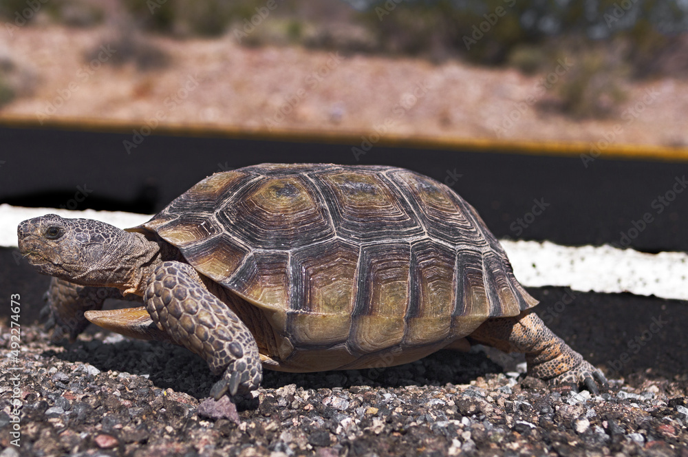 Image of a Desert Tortoise, Gopherus agassizii, shown crossing a road in Death Valley National Park.