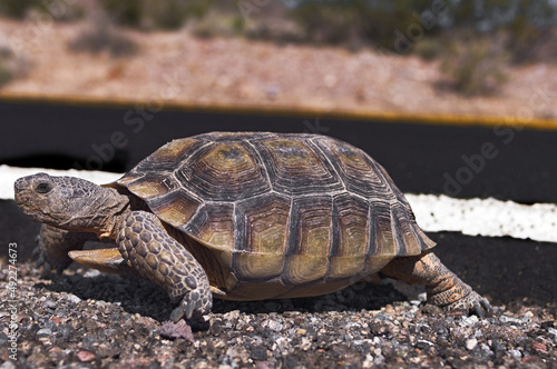 Image of a Desert Tortoise, Gopherus agassizii, shown crossing a road in Death Valley National Park. photo