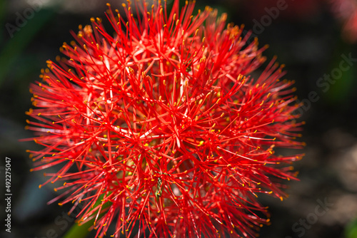 Blood Lily, Scadoxus multiflorus, Fairchild Tropical Garden, Miami, Florida, USA