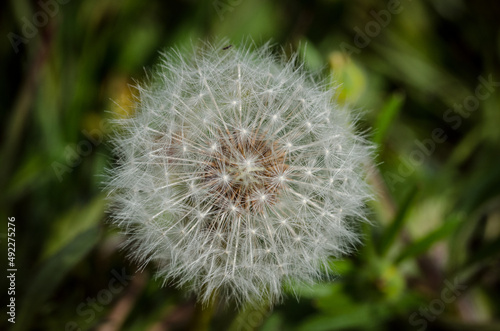 dandelion