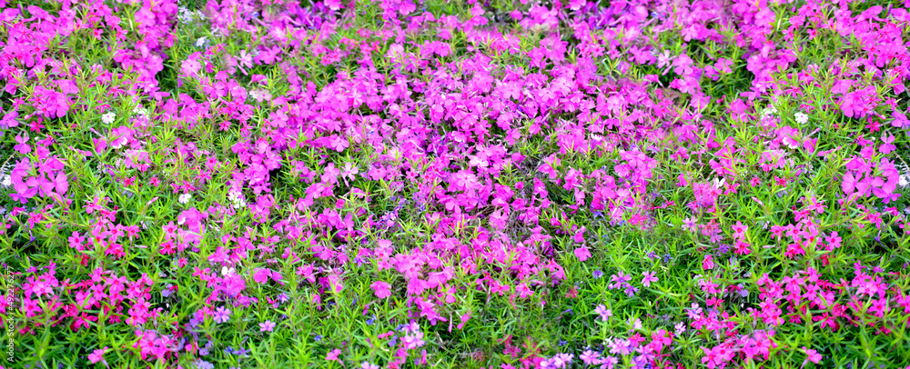 close-up of beautiful garden bed, pink, purple, lilac undersized flowers of aubrieta perennial sway in wind, concept of natural essential oils, lilac background for relaxation, gardening concept