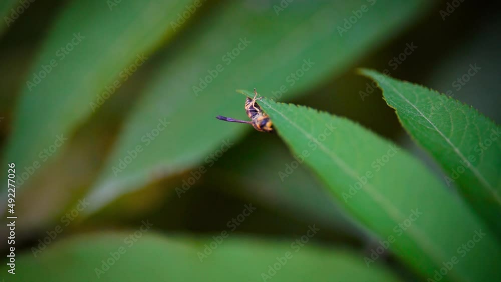 European wasp on green leaf. Body parts of the wasp. Black and yellow patterns on the body of the wasp. Green background. European wasp on green leaf. Body parts of the wasp. Black and yellow patterns on the body of the wasp. Green background.