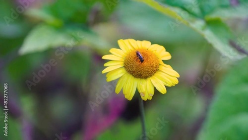 Wallpaper Mural Wasp with black yellow spots on its body on a daisy in spring. Torontodigital.ca