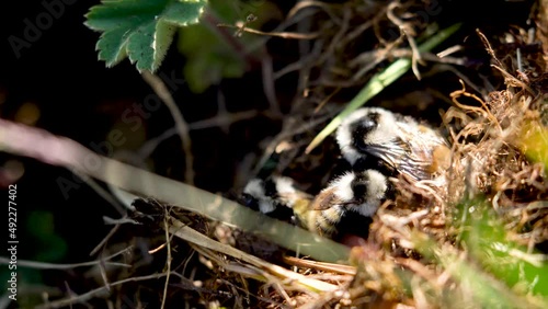 Wallpaper Mural Bees in green and yellow grass in spring. Torontodigital.ca