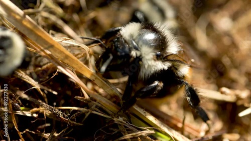 Wallpaper Mural Bees in green and yellow grass in spring. Torontodigital.ca