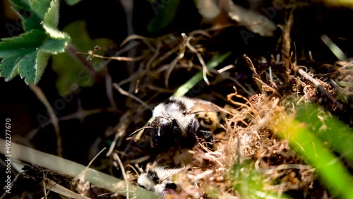 Wallpaper Mural Bees in green and yellow grass in spring. Torontodigital.ca