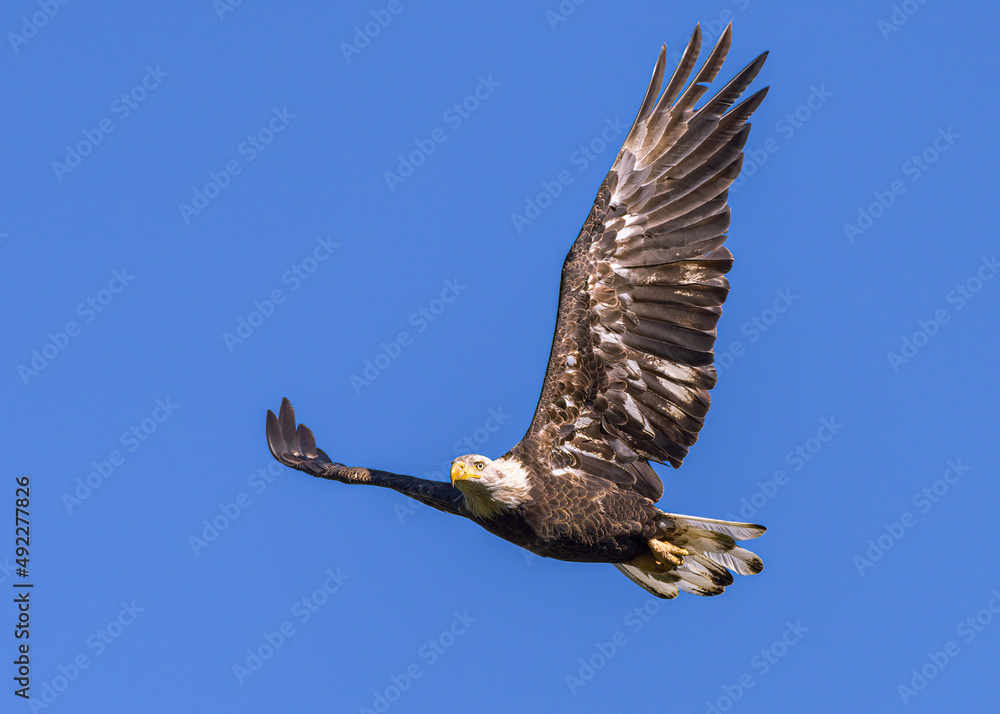 Obraz premium Migratory birds of Colorado. Young female American Bald Eagle in flight.
