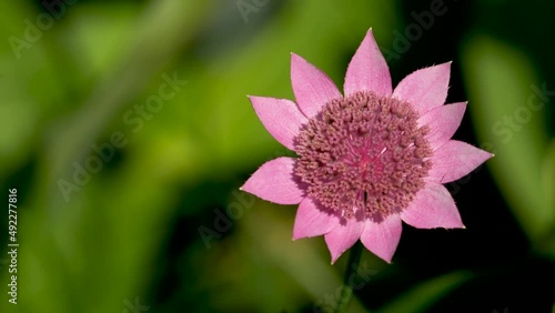 Wallpaper Mural Close-up shot of pink daisy flower growing in Black Sea 4K. Torontodigital.ca