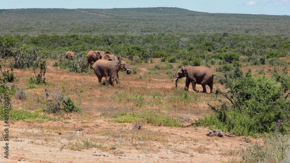 Two adult elephants fighting in dry African landscape. Group of animals walking in background. Safari park, South Africa Two adult elephants fighting in dry African landscape. Group of animals walking in background. Safari park, South Africa