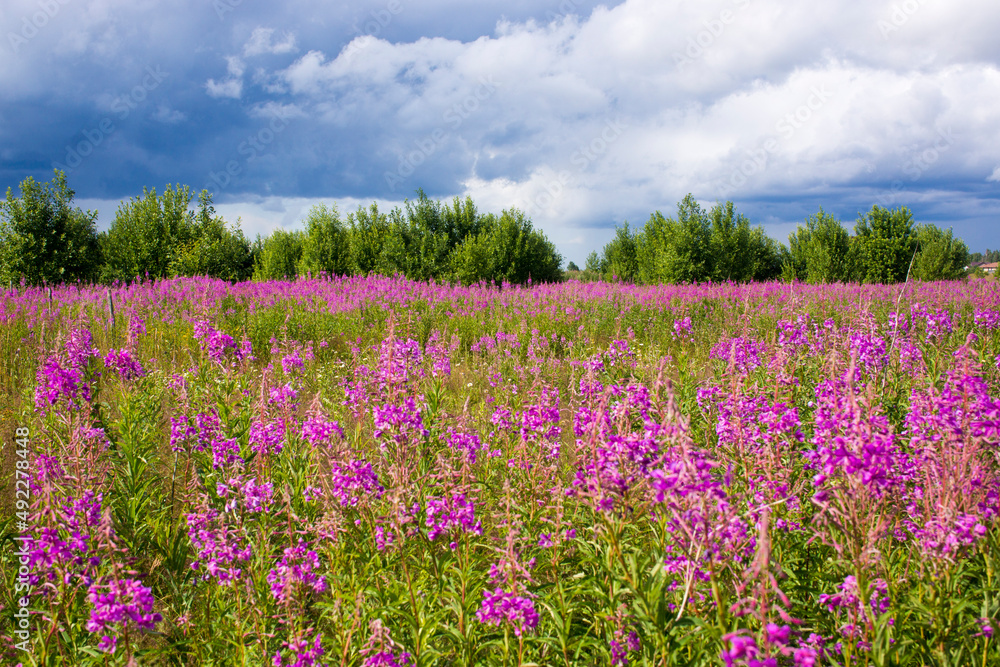 Pink flower on fireweed flower field background Pink flower on fireweed flower field background