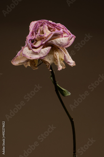 Beautiful studio wilted dried out rose showing that even romance can last forever if looked after