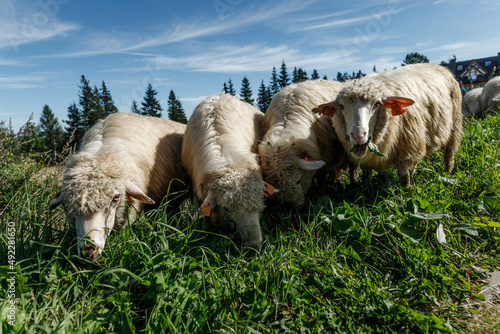 Fototapeta Naklejka Na Ścianę i Meble -  Owce na pastwisku