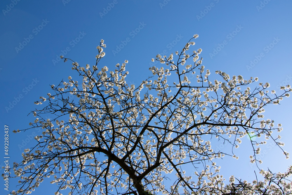 tree branches against blue sky tree branches against blue sky