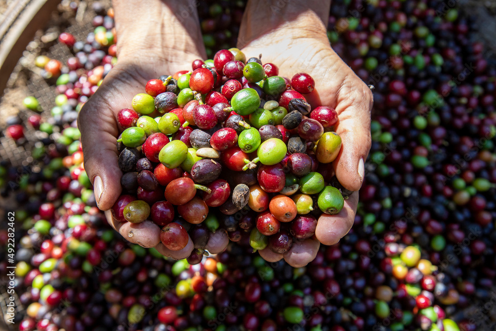 organic arabica coffee with farmer harvest in farm.harvesting arabica coffee berries by agriculturist hands. - obrazy, fototapety, plakaty 