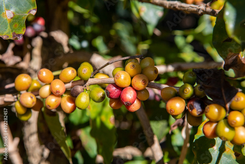 Coffee farm in Minas Gerais state  Brazil