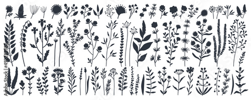 Collection of black silhouettes wild meadow herbs, flowering flowers and plants with edible berries isolated on white background. Detailed botanical vector illustration. Wild flowers element set