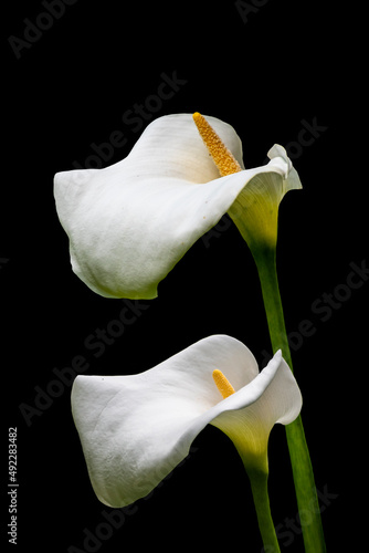 White calla lily flowers isolated over black background.