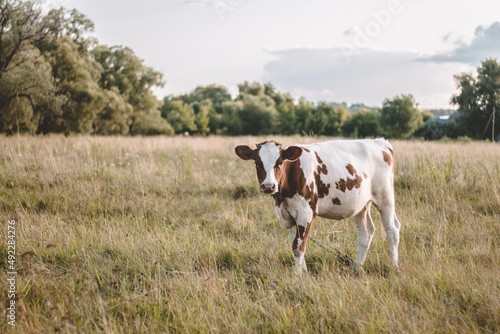 Ukraine  cow  farm  animal