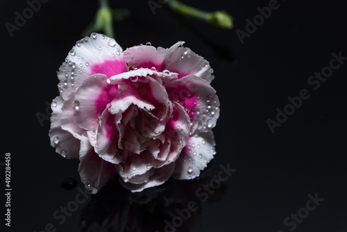 pink peony with drops on black background