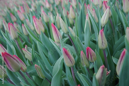 Beautiful tulip flowers, ready to blossom at a greenhouse in spring