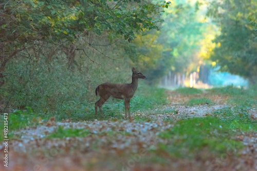 One deer (Dama Dama) in the forests of Romania in autumn time.