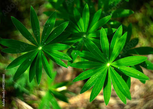 Green lupine leaves in dew drops. The freshness of the morning in the garden on the grass.