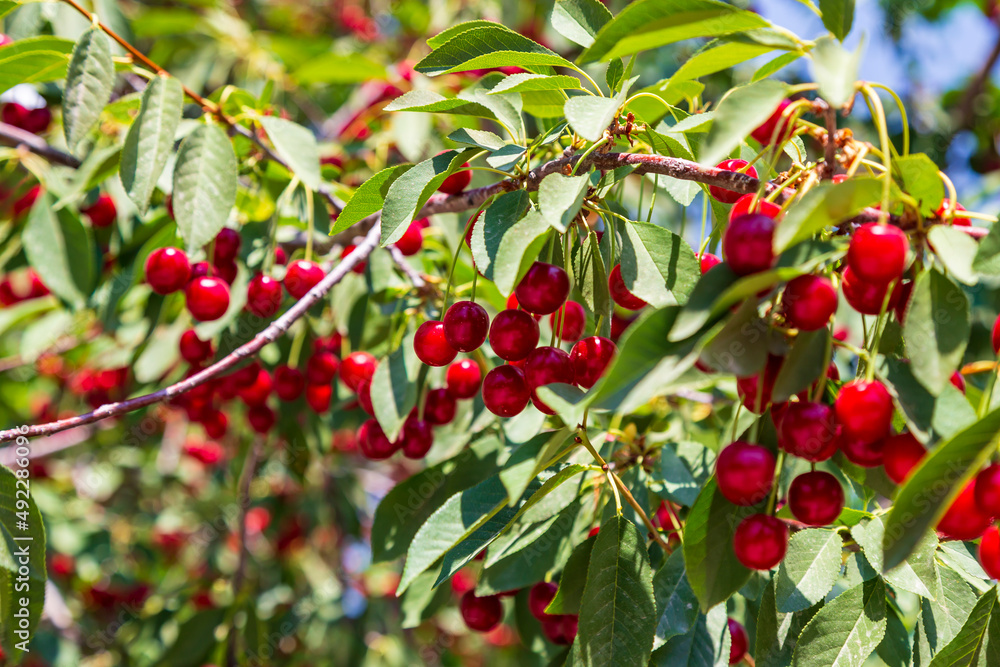 Cherry hanging on a branch of a cherry tree. Ripe cherries among the green leaves of the cherry tree in the summer garden are ripe and waiting for harvesting berries Cherry hanging on a branch of a cherry tree. Ripe cherries among the green leaves of the cherry tree in the summer garden are ripe and waiting for harvesting berries