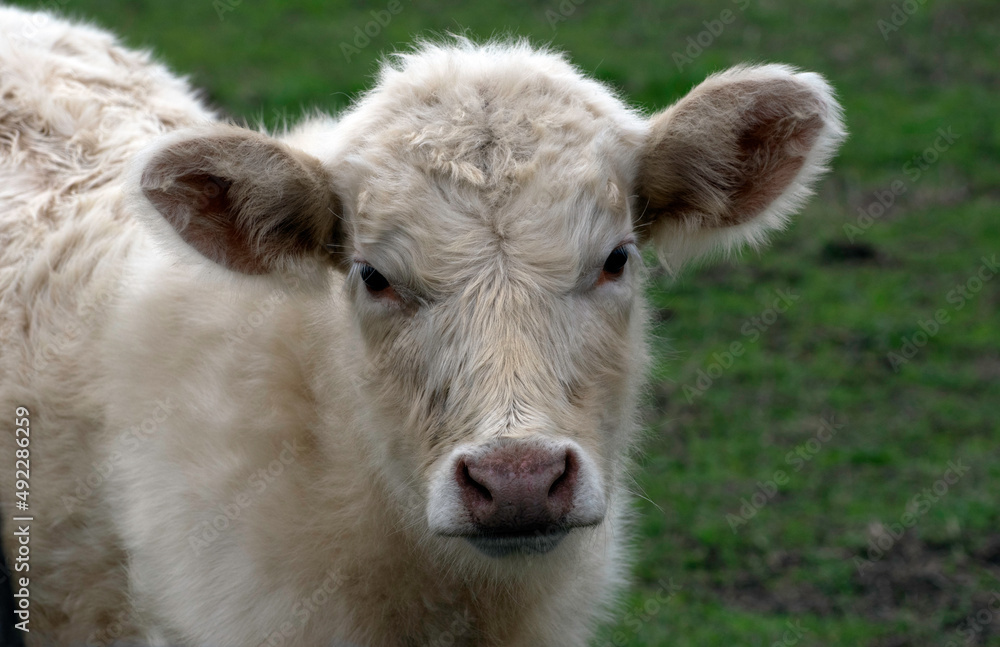Close up of a calf in a Field