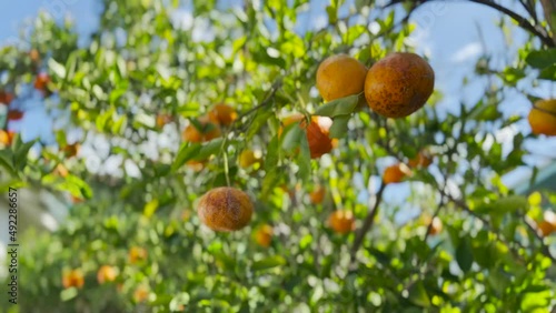 Tangerines swinging on a tree branch in Hawaii.
