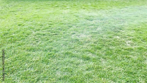 The grass are watered. Watering the grass in the garden.
