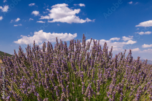 Beautiful lavander flowers in the summer. Close up Bushes of lavender purple aromatic flowers at lavender field. Lavender flower, violet Lavender flowers in nature with copy space