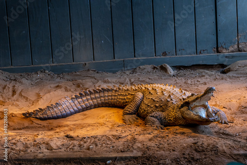 alligator in the zoo