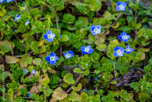 blue grass flower veronica repens blooming