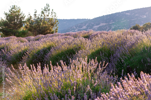 Beautiful lavander flowers in the summer. Close up Bushes of lavender purple aromatic flowers at lavender field. Lavender flower  violet Lavender flowers in nature with copy space