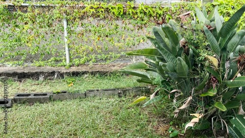 Rainfall in the garden. Rain droplets.
